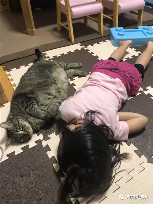 2018年在日推上“青史留名”的喵星人，引起舒适！