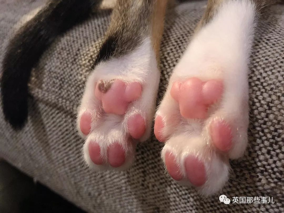 2018年在日推上“青史留名”的喵星人，引起舒适！