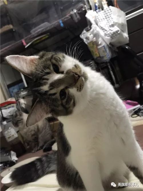 2018年在日推上“青史留名”的喵星人，引起舒适！