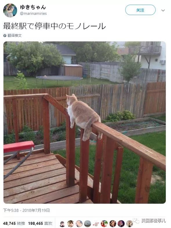 2018年在日推上“青史留名”的喵星人，引起舒适！