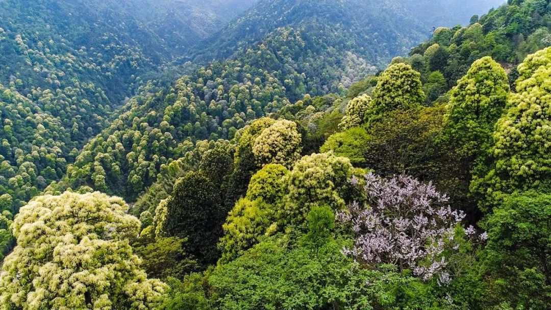 遂川家乡好风光,遂川县有哪些美景