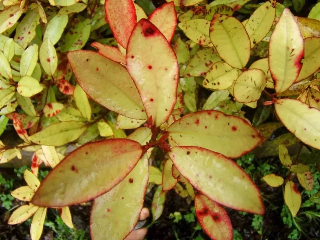 唇膜贴干唇救星,唇干裂用什么护唇