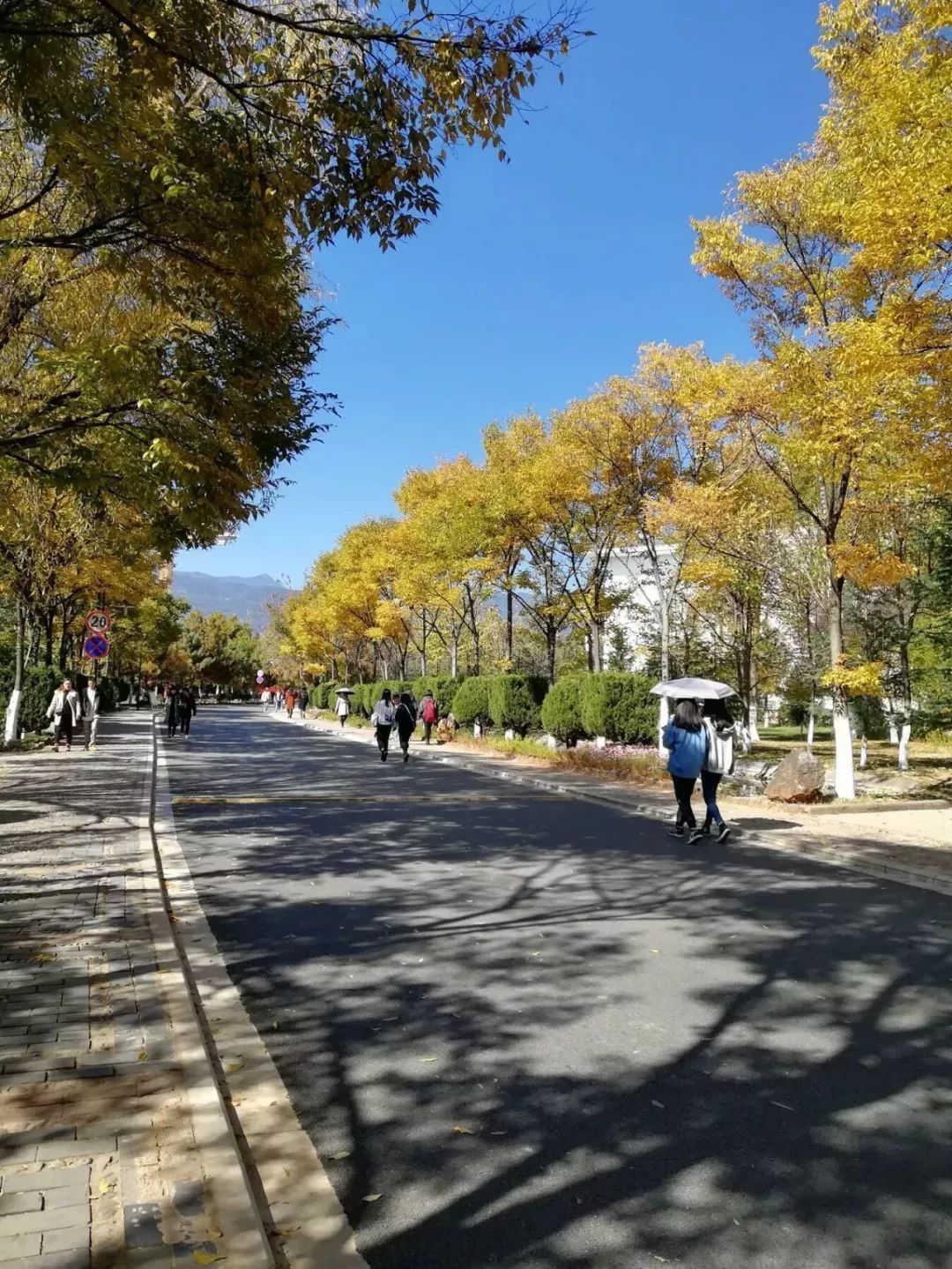 丽江在世界排名第一的大学,想想就激动