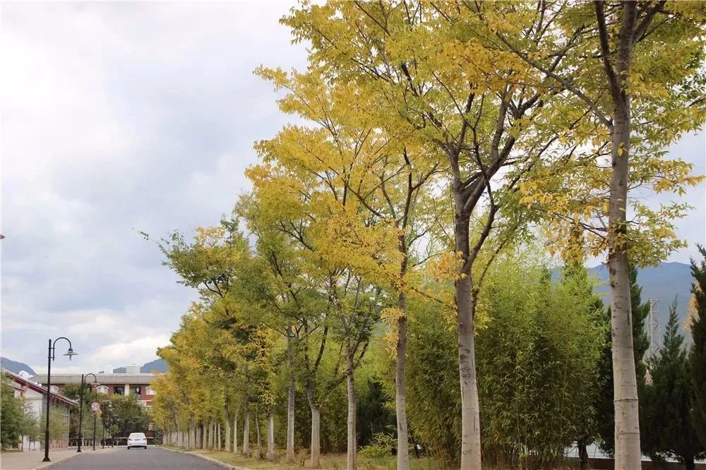 丽江在世界排名第一的大学,想想就激动