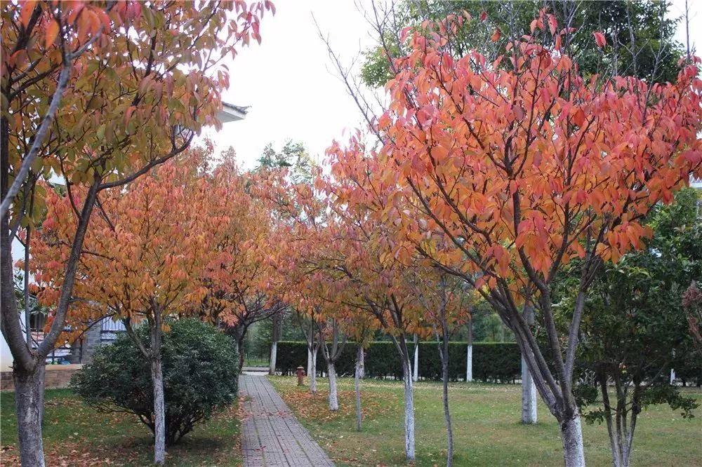 丽江在世界排名第一的大学,想想就激动