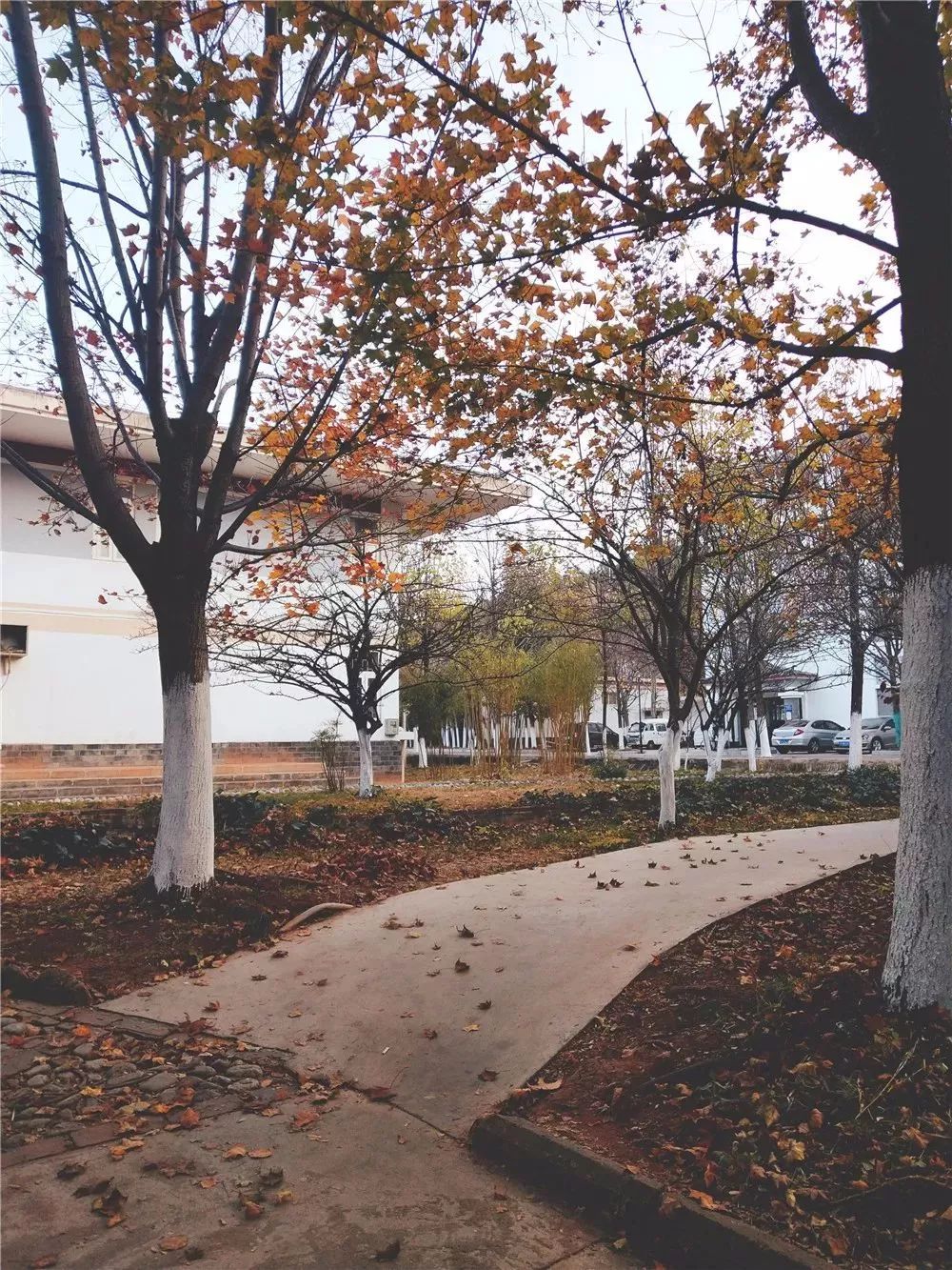 丽江在世界排名第一的大学,想想就激动