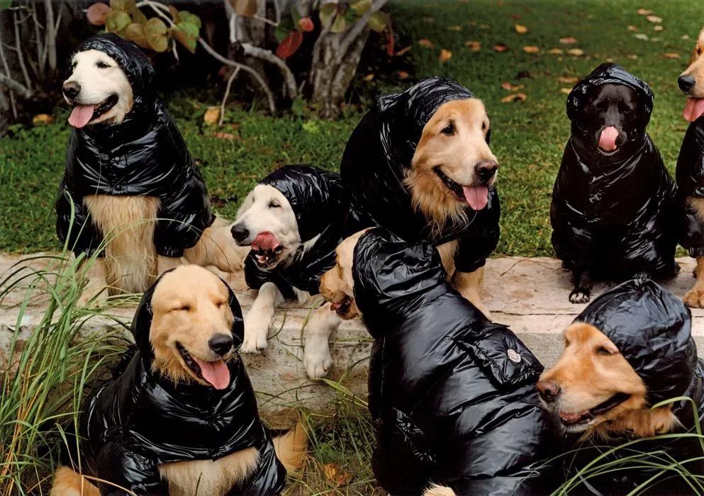 小雀斑衣服,小雀斑穿的大衣