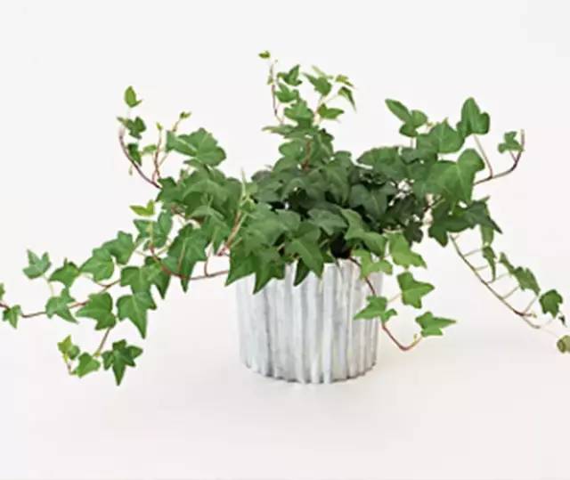 大家平时吃阿胶的一个误区,经常吃阿胶会有哪些坏处