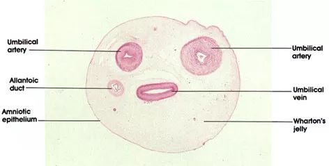 你猜得到吗，肚脐眼原来连着这些地方