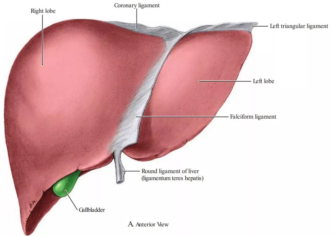 你猜得到吗，肚脐眼原来连着这些地方