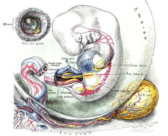 你猜得到吗，肚脐眼原来连着这些地方