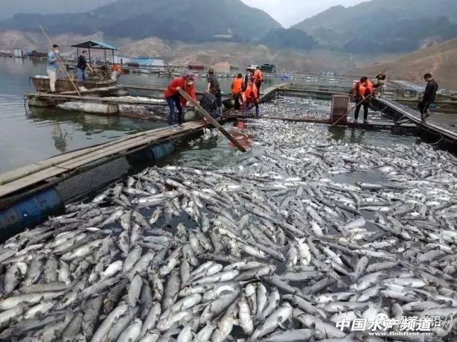 网箱鱼接连死亡,网箱鱼死亡人数