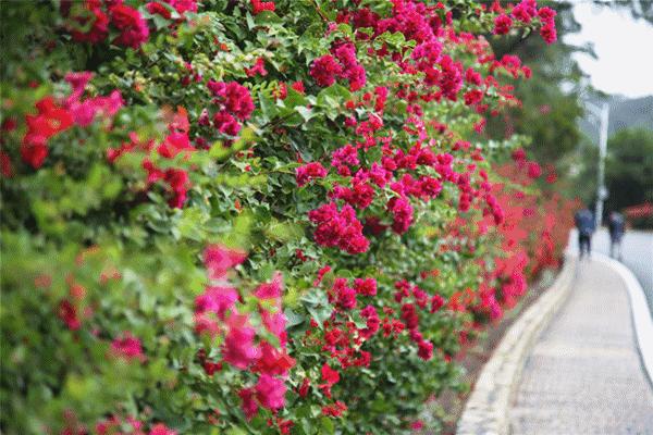 文艺渔村中的海上浮城，希尔顿旗下这家设计感满分的小鲜肉酒店，颜值爆炸！