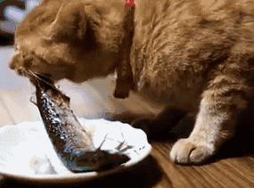 日本人吃海鱼有哪些,日本食用海鱼