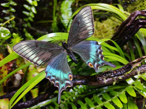 荣耀v204000元,荣耀v20pro硬件直出4800万像素