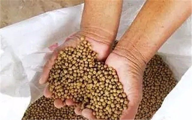 罗汉鱼多大开始发色起头,罗汉鱼怎么红的多