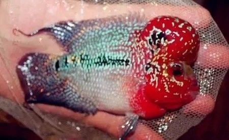 罗汉鱼多大开始发色起头,罗汉鱼怎么红的多