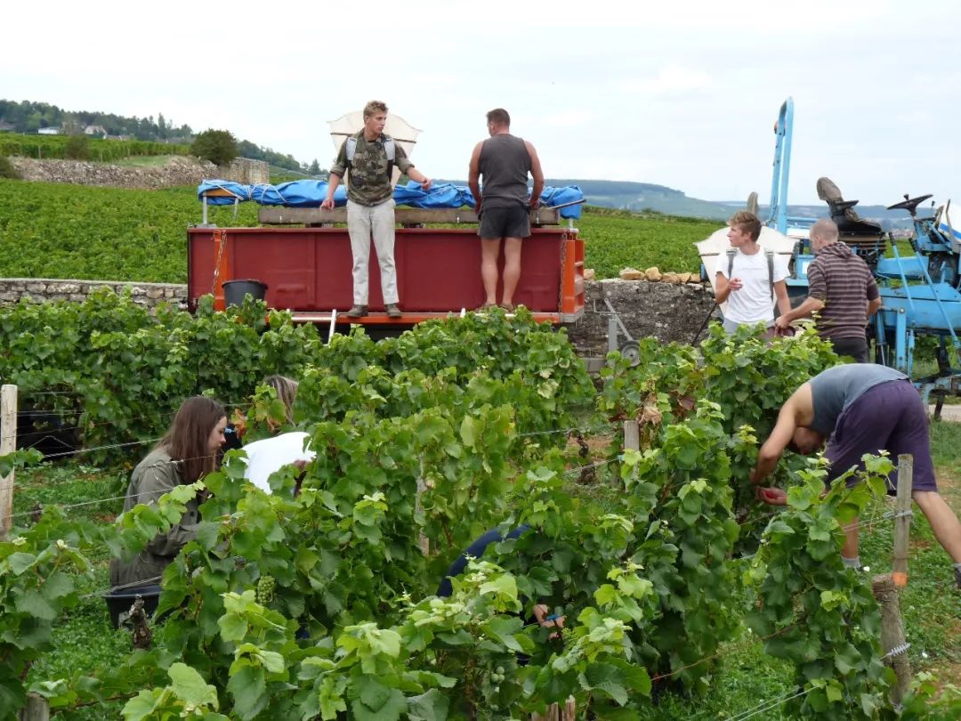 法国勃艮第黑皮诺珍藏红葡萄酒,法国格瑞德勃艮第红葡萄酒2013