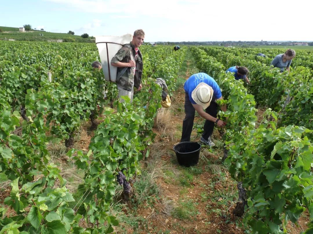 法国勃艮第黑皮诺珍藏红葡萄酒,法国格瑞德勃艮第红葡萄酒2013
