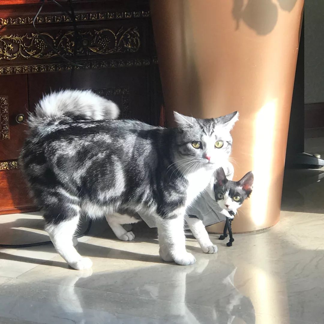 圣诞节出没的绿毛怪,圣诞节绿毛怪格林奇真人版