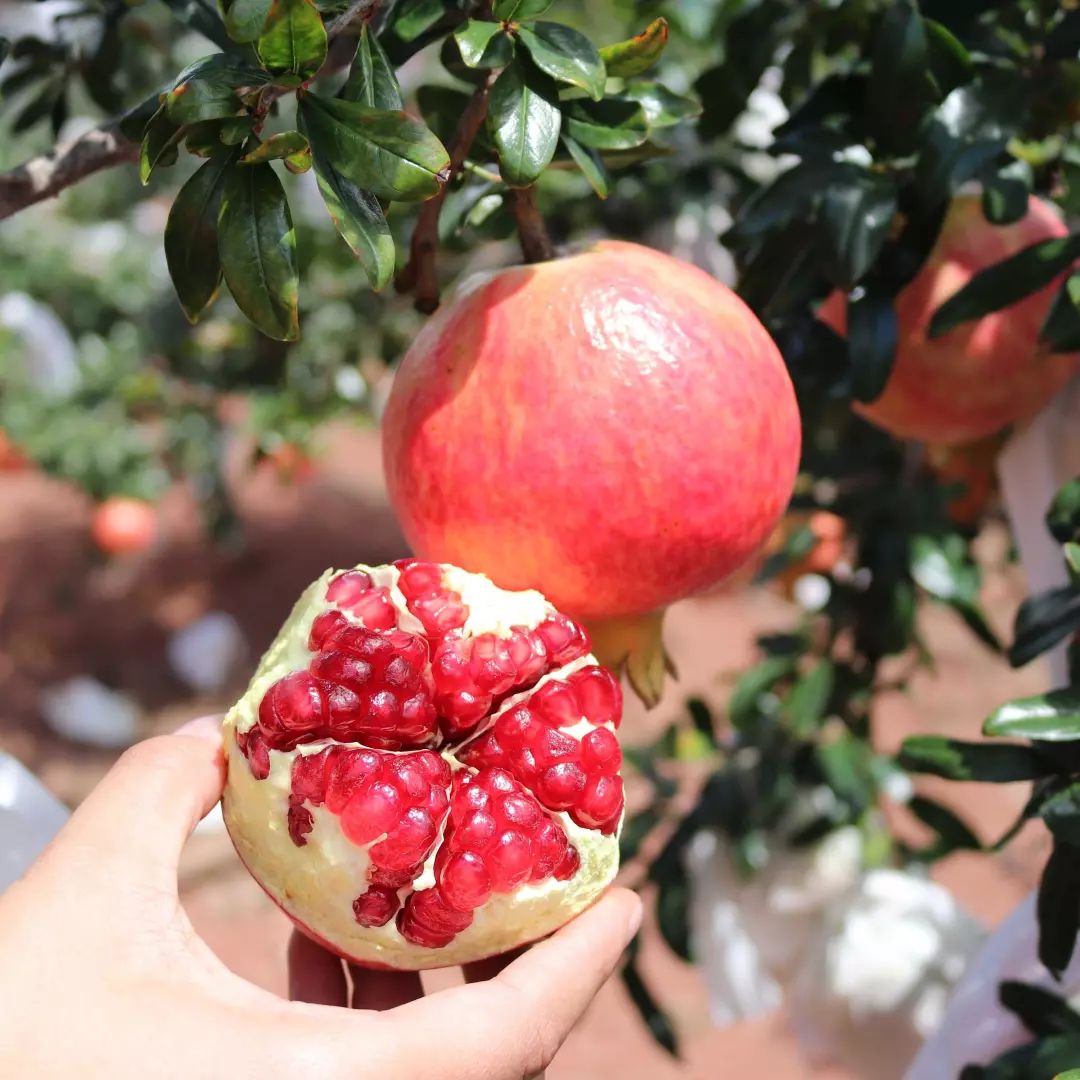 2020网红水果有哪些,盘点2018十大网红水果