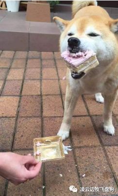 狗狗为什么喜欢吃骨头有什么影响,狗狗为什么很喜欢吃辣椒