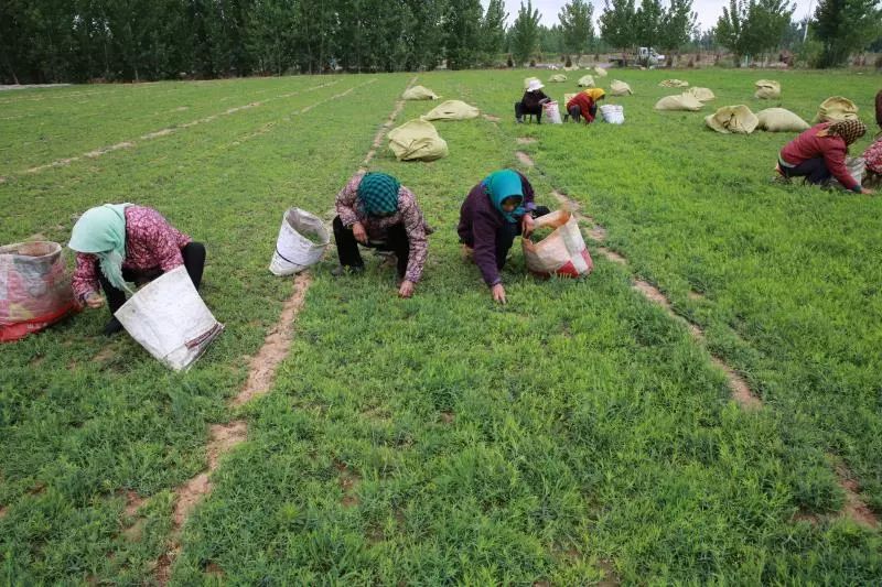 莒县手绘油画,莒县画画的女孩