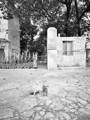 免费领养狗狗来这里申请就行丨广州市犬只留验所收留无主犬，关注“文明养犬你我他”公号可获取信息