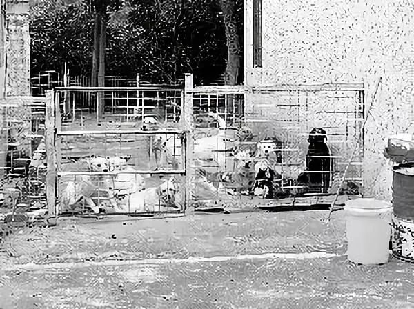 免费领养狗狗来这里申请就行丨广州市犬只留验所收留无主犬，关注“文明养犬你我他”公号可获取信息