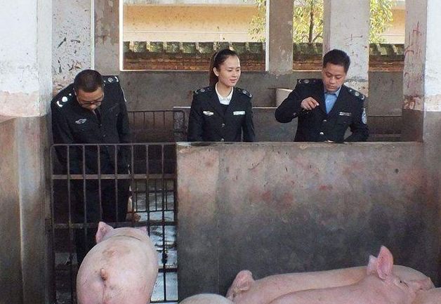 养猪人的三种表现,养猪人真实想法