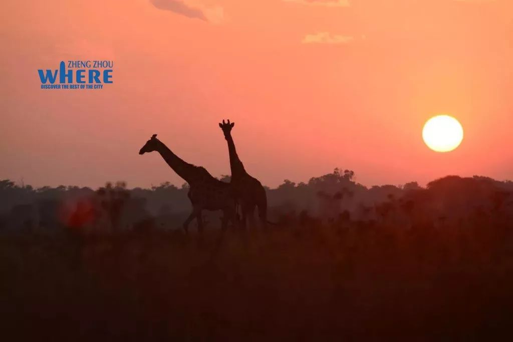 双语郑州80后女记者的非洲视界StoryofZhengzhou’sFemaleCorrespondent