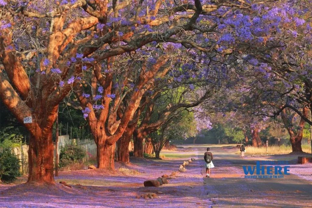 双语郑州80后女记者的非洲视界StoryofZhengzhou’sFemaleCorrespondent