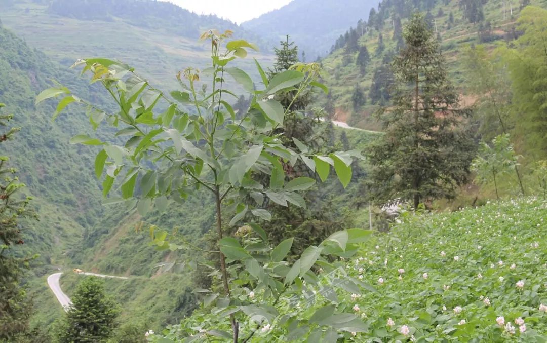 外国人看大山近况,外国网友看中国乡村