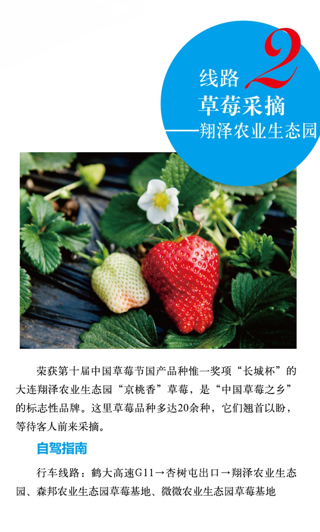 摘草莓去哪里摘,摘草莓去处