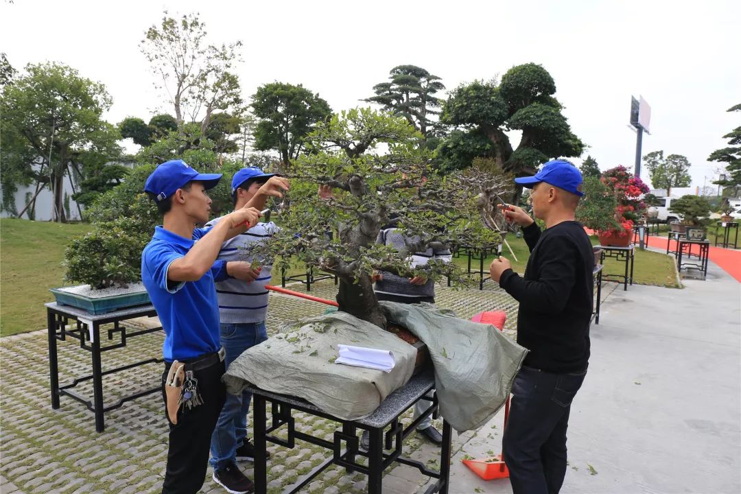 古镇这场拍卖会上大家为何频频举牌?原来……