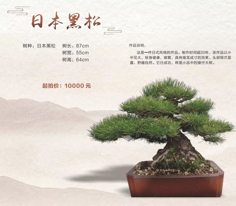 古镇这场拍卖会上大家为何频频举牌?原来……