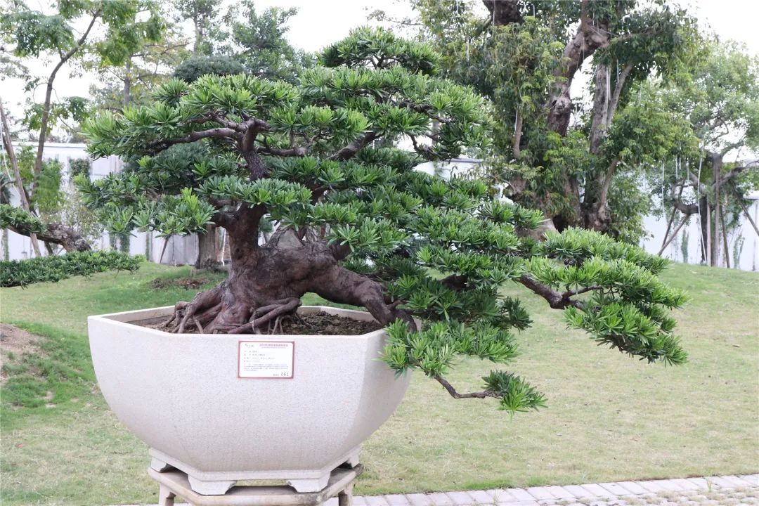 古镇这场拍卖会上大家为何频频举牌?原来……