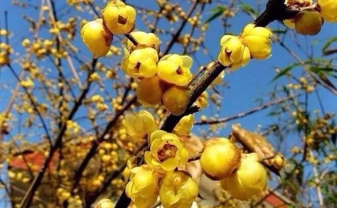 北碚静观蜡梅艺术节,北碚蜡梅节