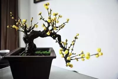 北碚静观蜡梅艺术节,北碚蜡梅节