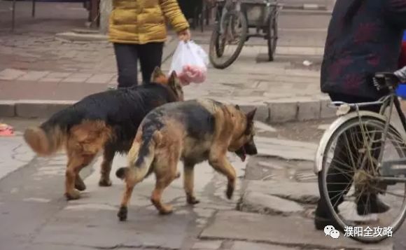 濮阳最近被曝光的小区,最新濮阳新闻报道小区