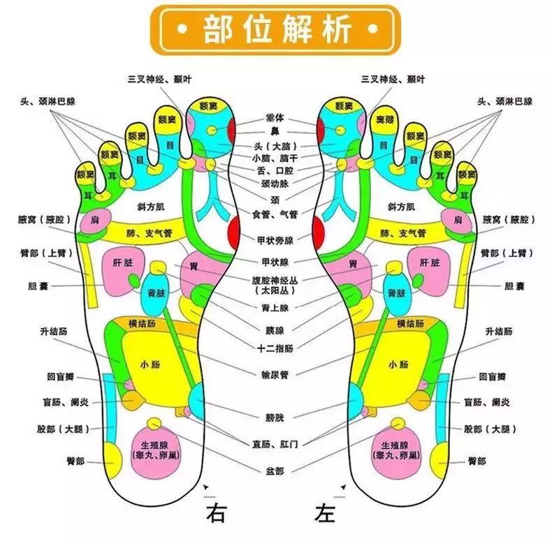 每晚一贴祛除湿气,每天一贴瘦全身