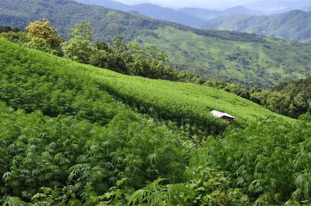 厉害了!100位明星组成的排行榜!快来看看你喜欢的明星排第几?