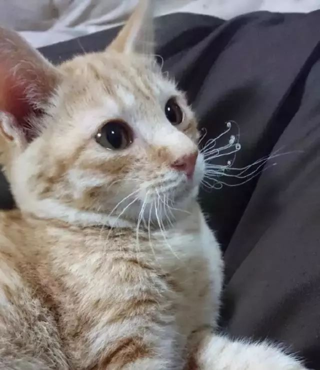 广东下雪之旅,广东下雪是什么体验