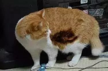 广东下雪之旅,广东下雪是什么体验