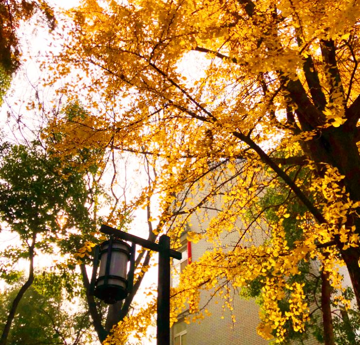 南京下关十二中初中部,下关十二中怎么样