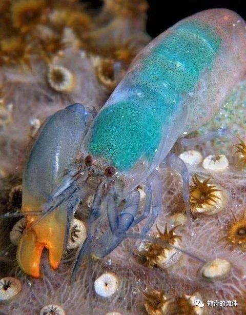 一个气泡的力量有多大 (一个气泡的力量可以有多大)