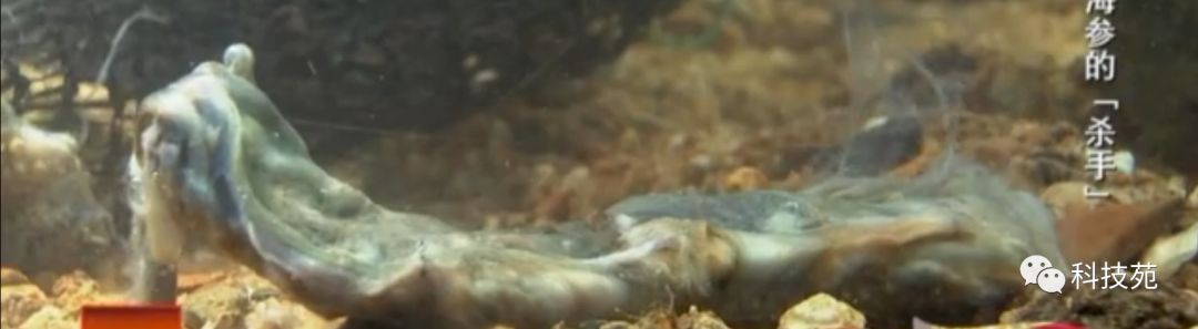 人工养殖海参多少钱一斤,海参几斤鲜品出一斤干品