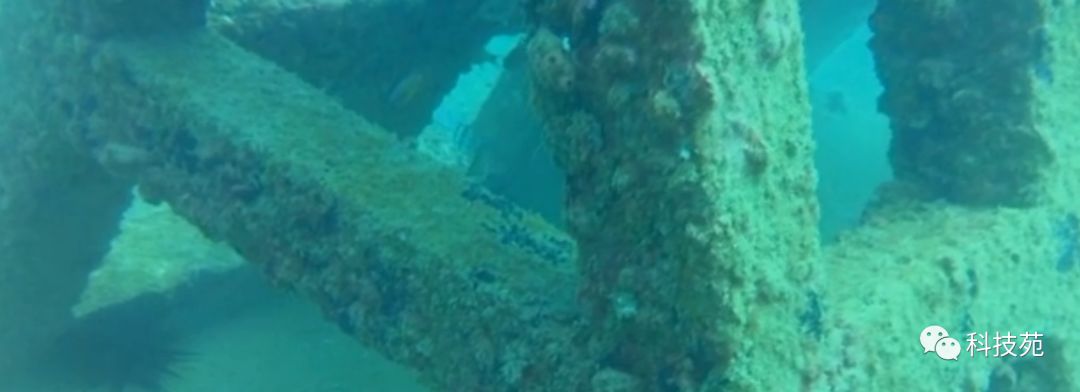 人工养殖海参多少钱一斤,海参几斤鲜品出一斤干品