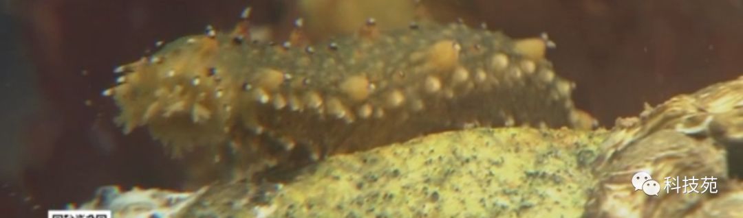 人工养殖海参多少钱一斤,海参几斤鲜品出一斤干品