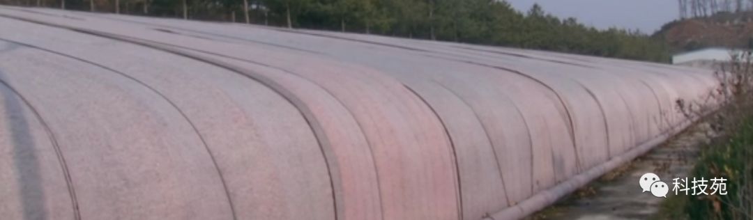 人工养殖海参多少钱一斤,海参几斤鲜品出一斤干品